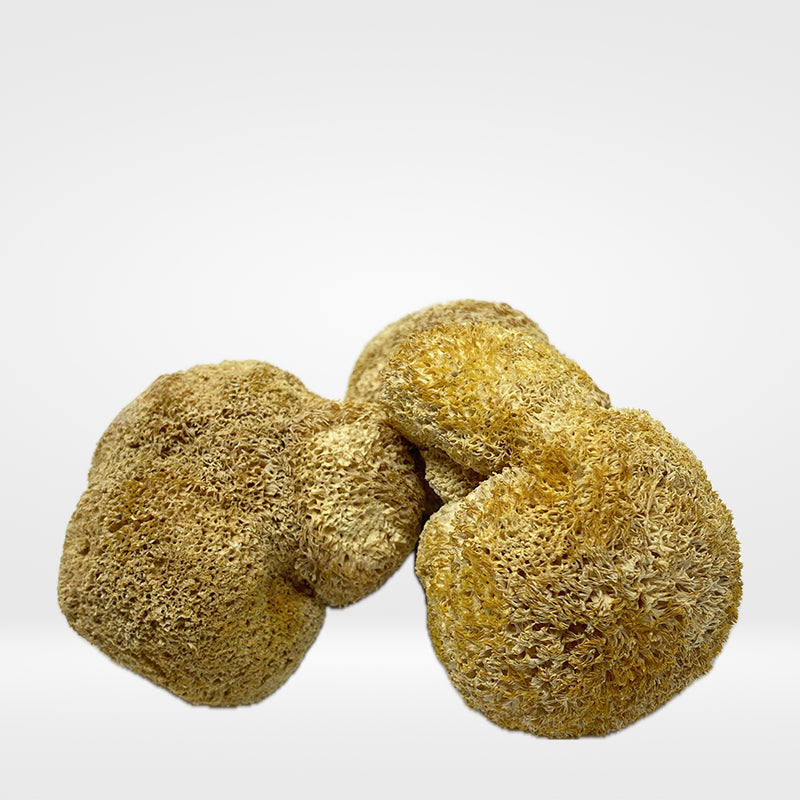 Lion's Mane Mushroom (Hou Tou Gu) 6oz