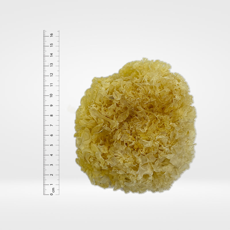 Dried Snow Fungus 8 oz