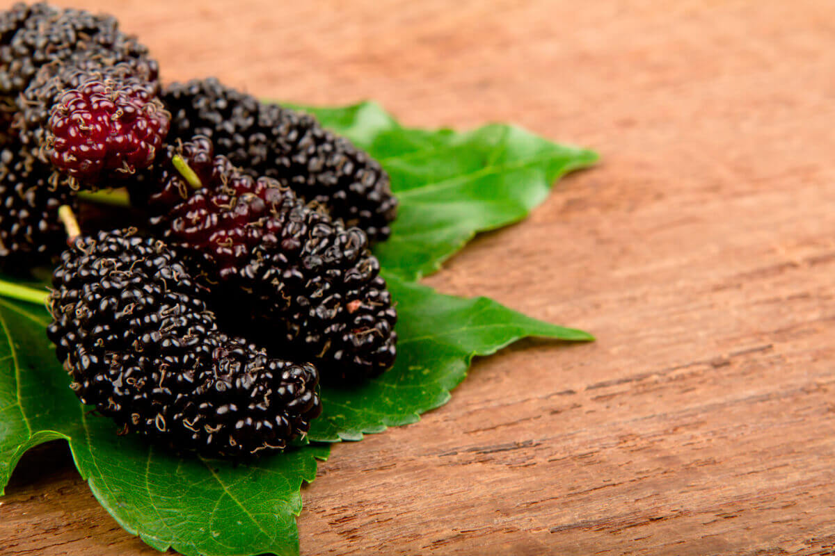 Dried Black Mulberries 16 oz